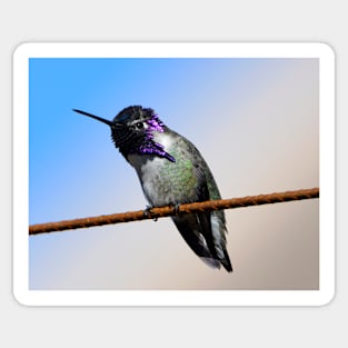 Costa's Hummingbird Sticker